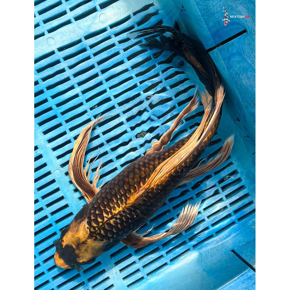 14-16” Imported Ki Matsuba Butterfly Koi