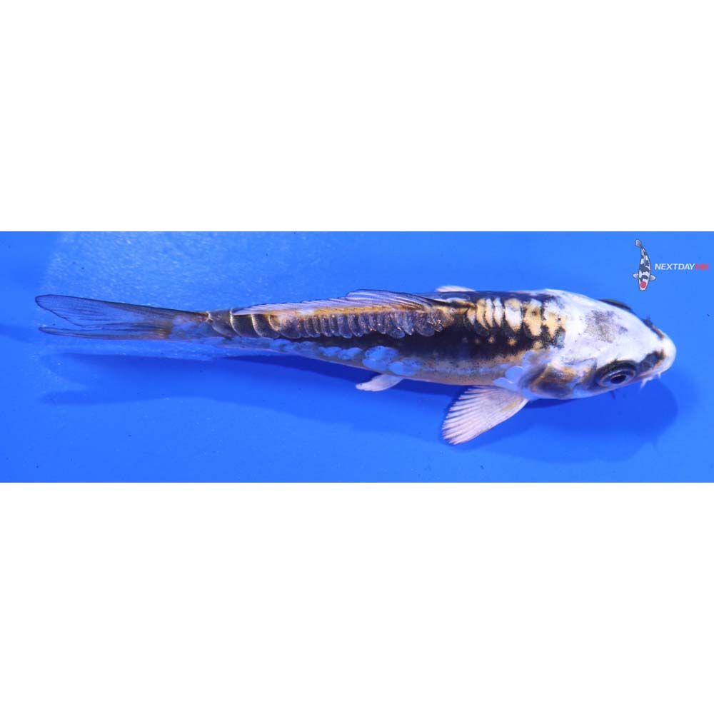 3.5” Imported Kin Kikokuryu