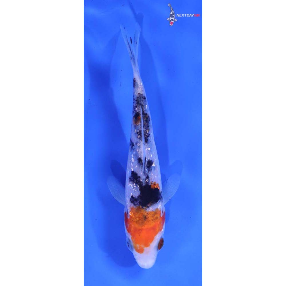 3.5” Imported Gin Rin Sanke