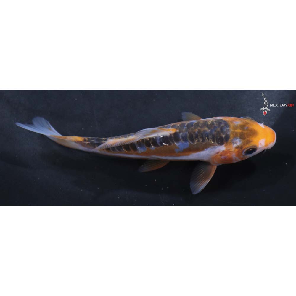 3.5” Imported Shusui