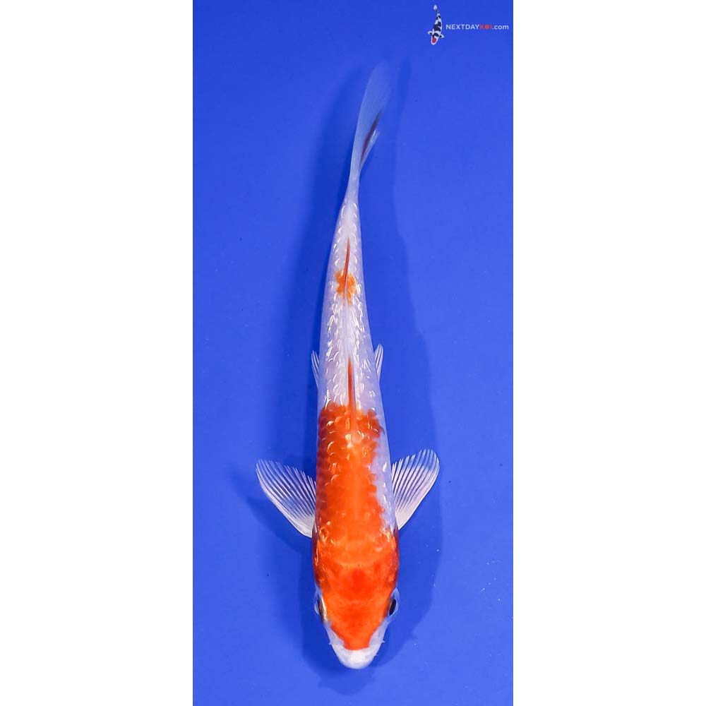 5” Imported Gin Rin Hariwake