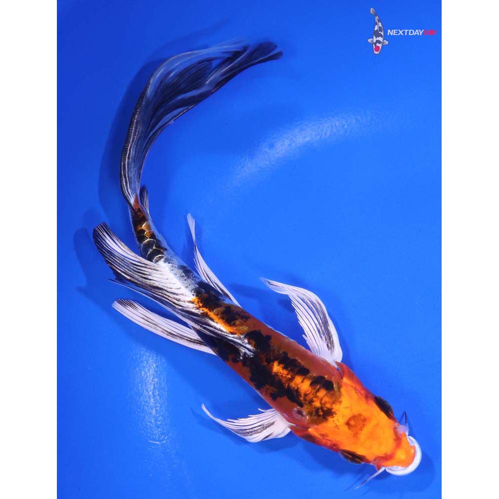 7” Imported Heisei Nishiki Butterfly Koi