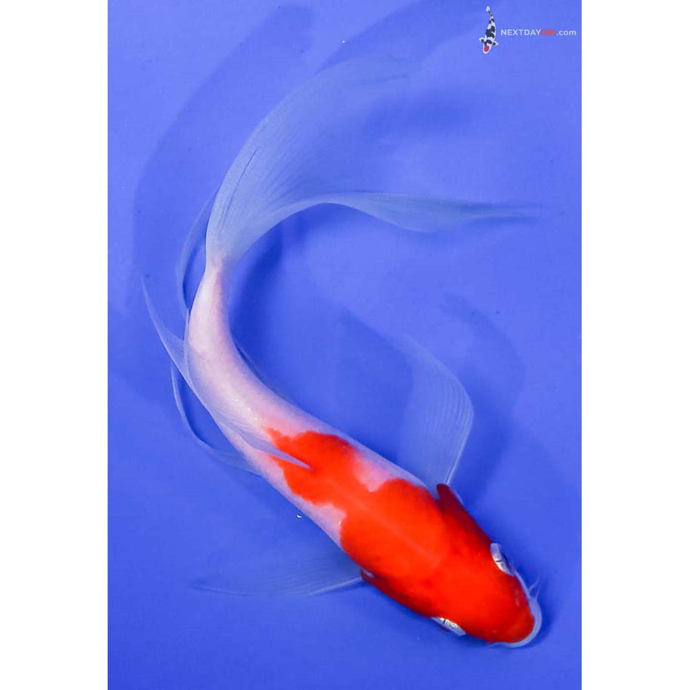 6” Imported Kohaku Butterfly Koi