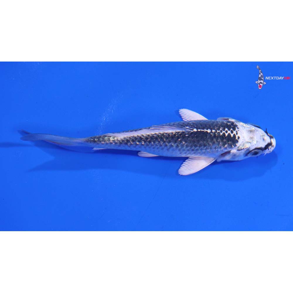 3.5” Imported Gin Matsuba