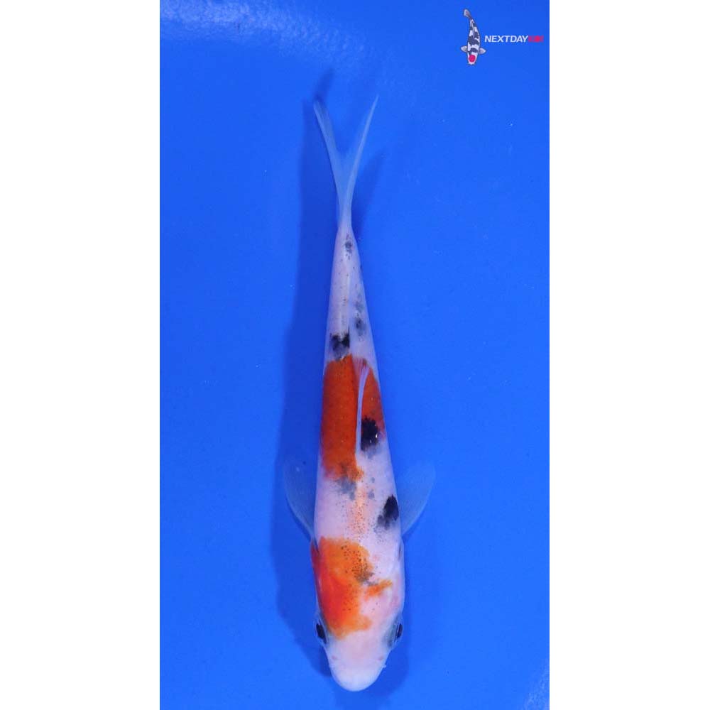 3.5” Imported Sanke