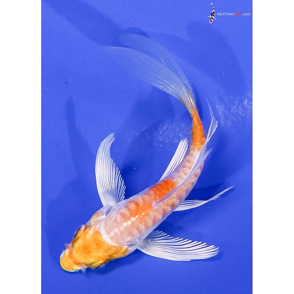 3.5” Imported Armor Scaled Hariwake Butterfly Koi