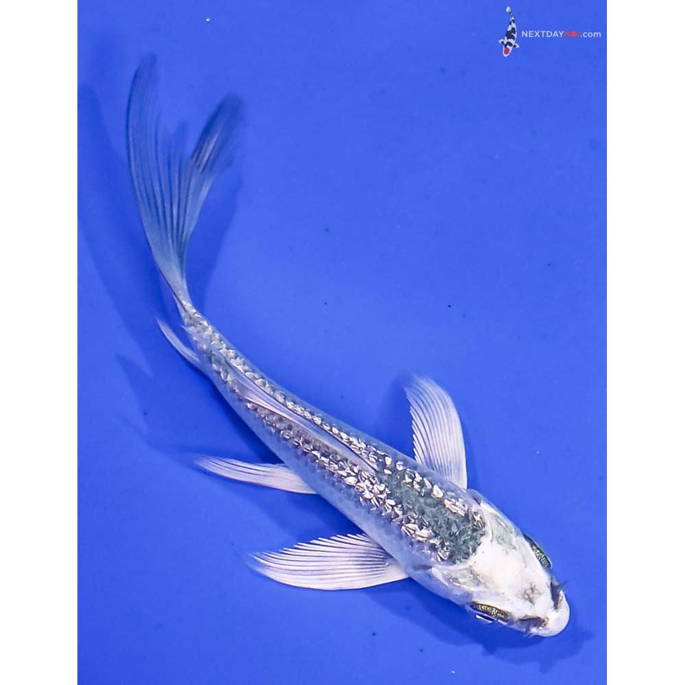 3.5” Imported Gin Rin Gin Matsuba Butterfly Koi