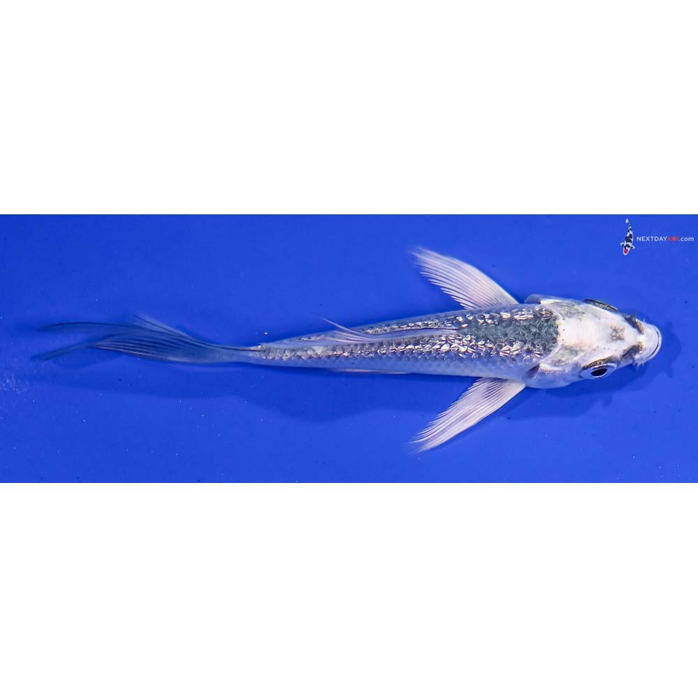3.5” Imported Gin Rin Gin Matsuba Butterfly Koi