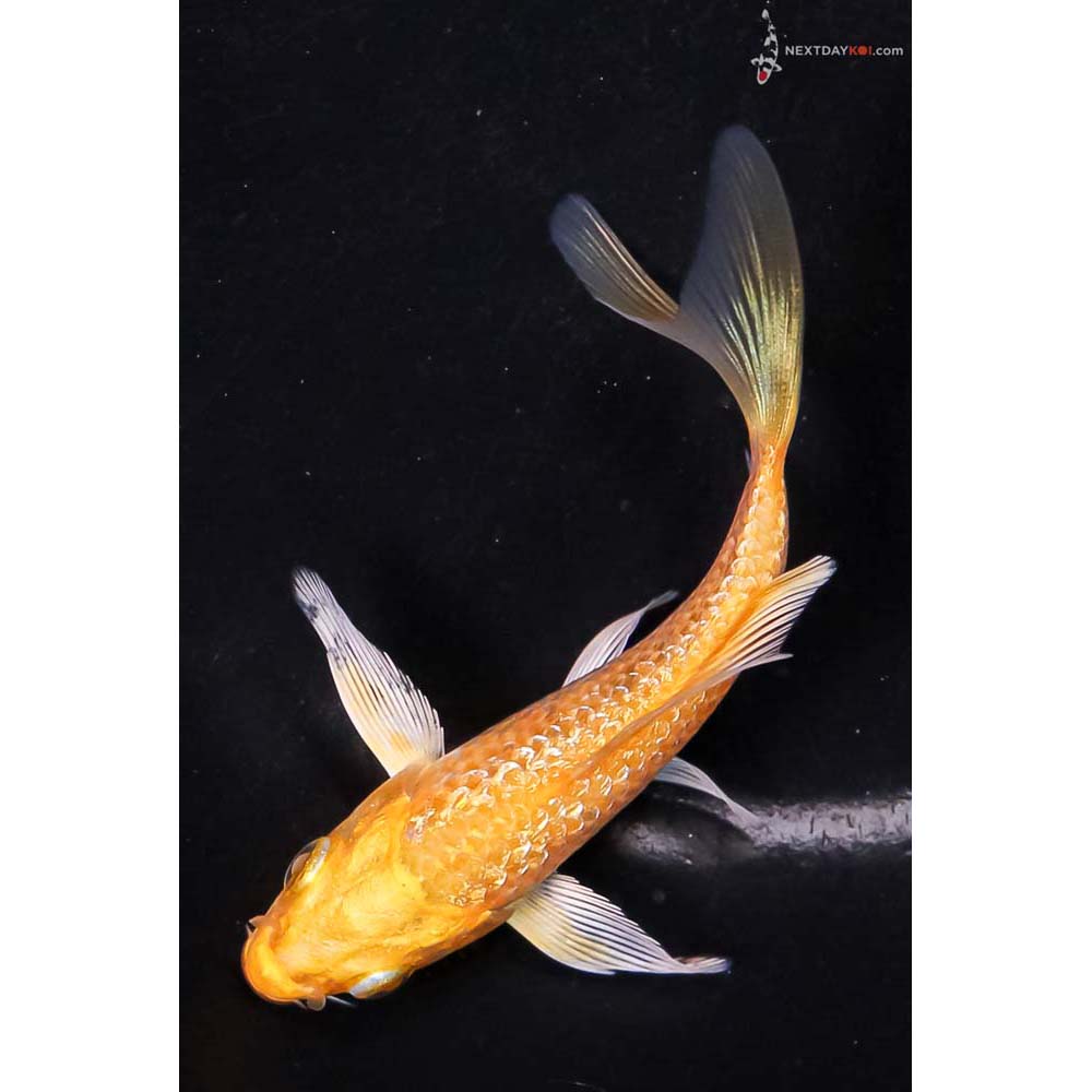 3.5” Imported Gin Rin Yamabuki Ogon Butterfly Koi