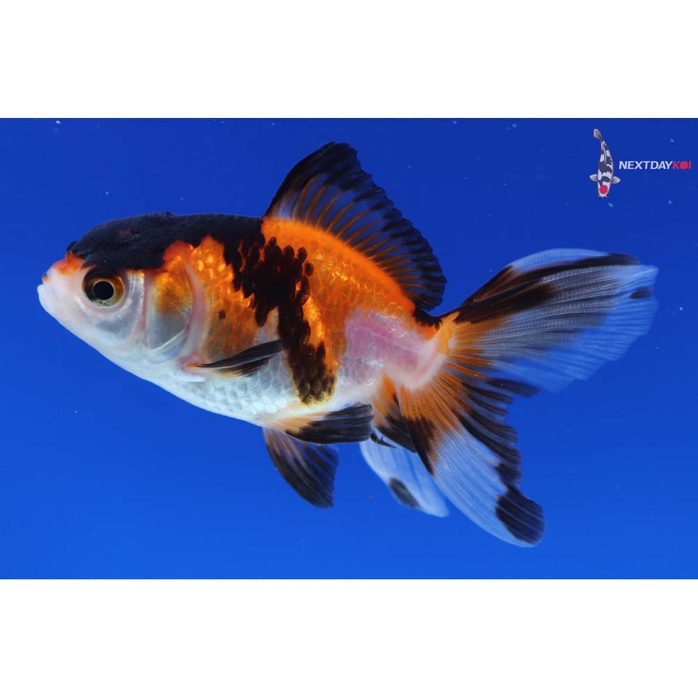 3” Imported Tri Color Oranda