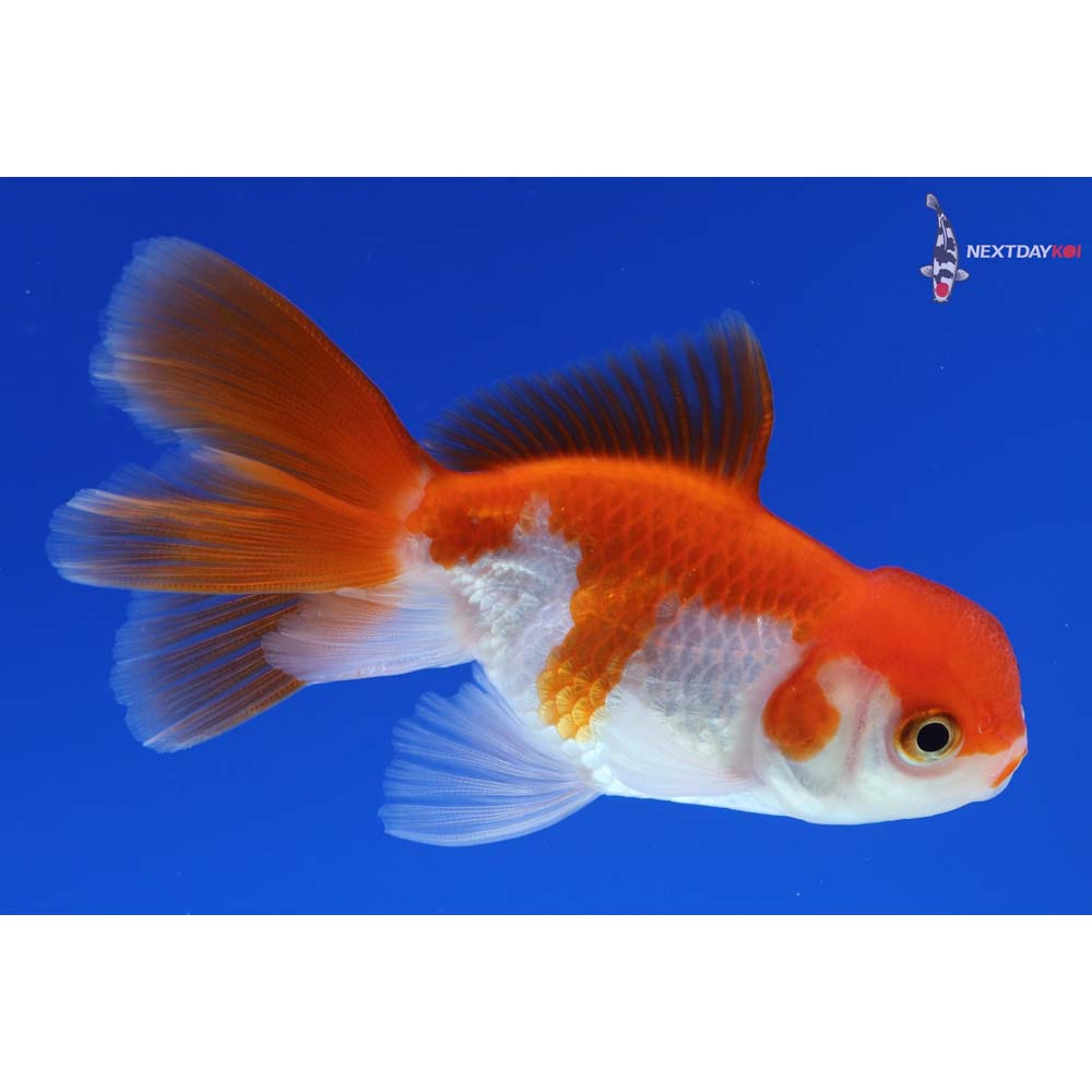 3” Imported Red and White Oranda