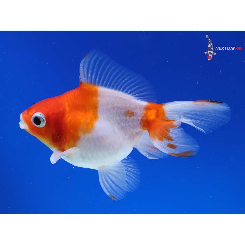 3.5” Imported Male Red and White Ryukin