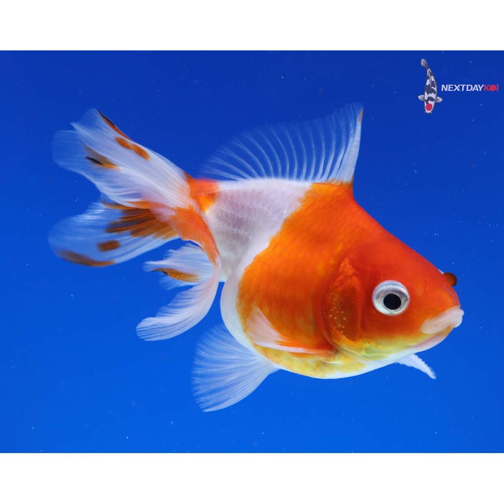 3.5” Imported Male Red and White Ryukin