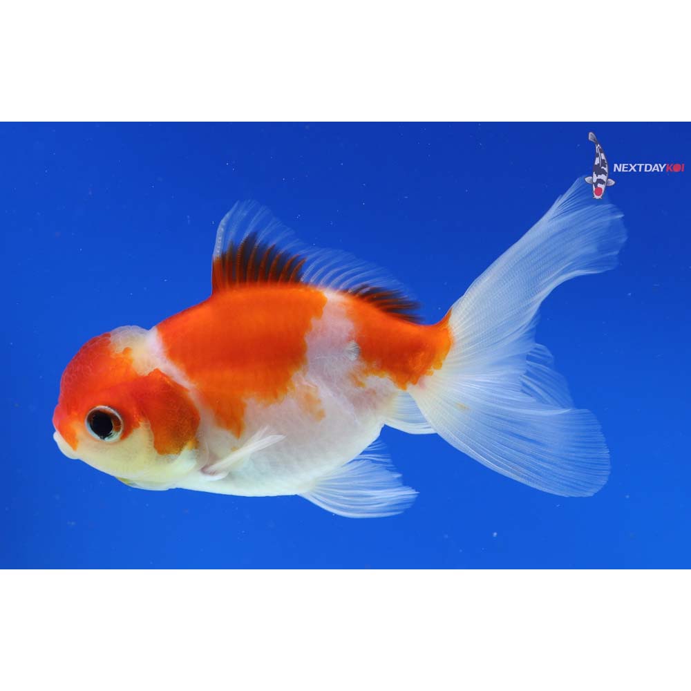 4.5” Imported Red and White Oranda