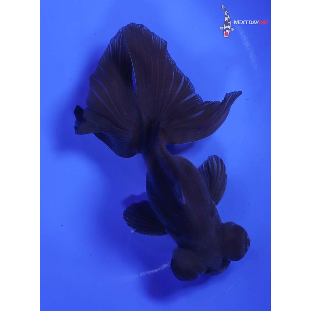 5” Imported Male Black Butterfly Tail