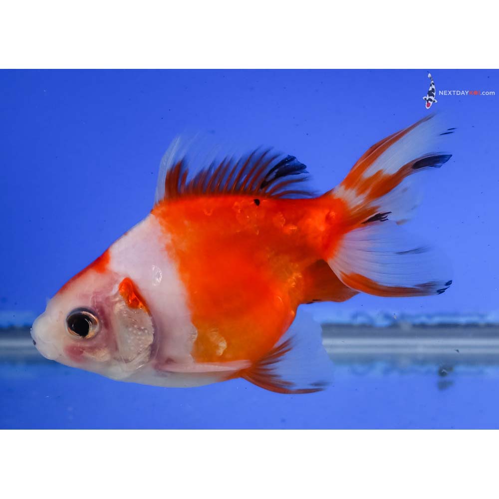 4” Imported Male Red and White Ryukin