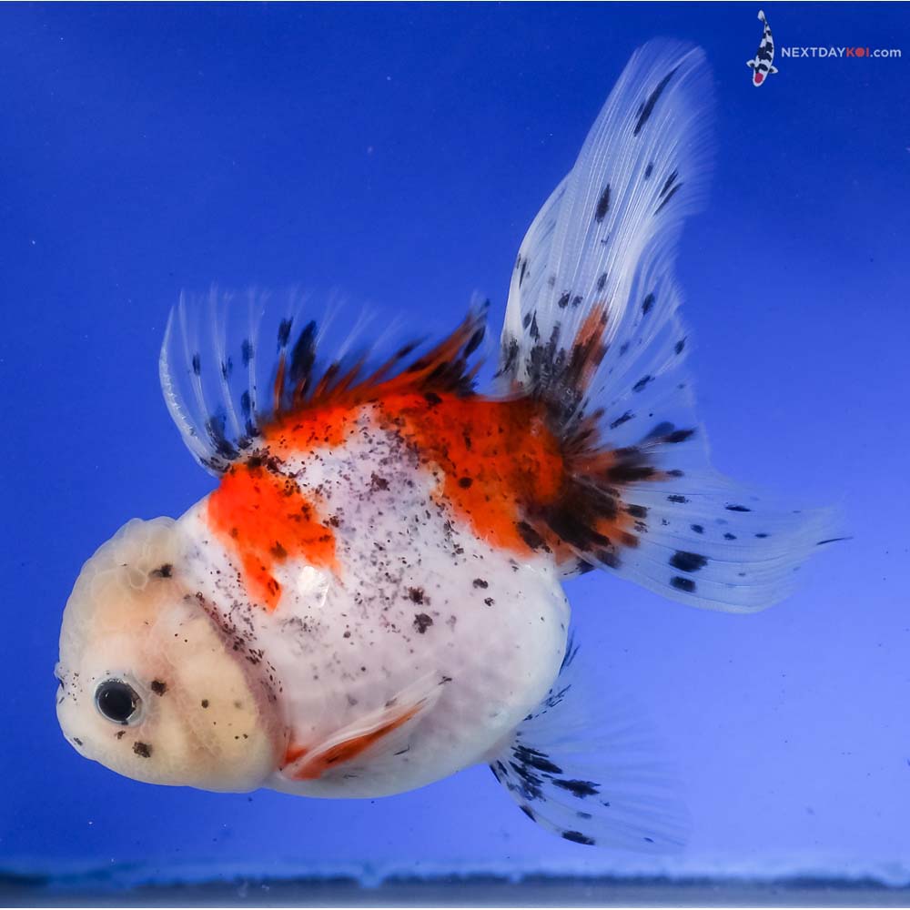 5” Imported Calico Oranda