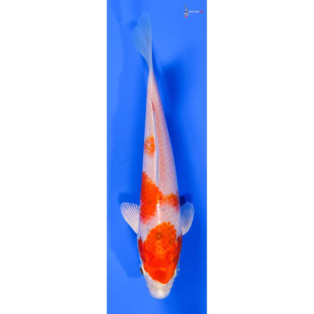 6.5” Imported Hariwake