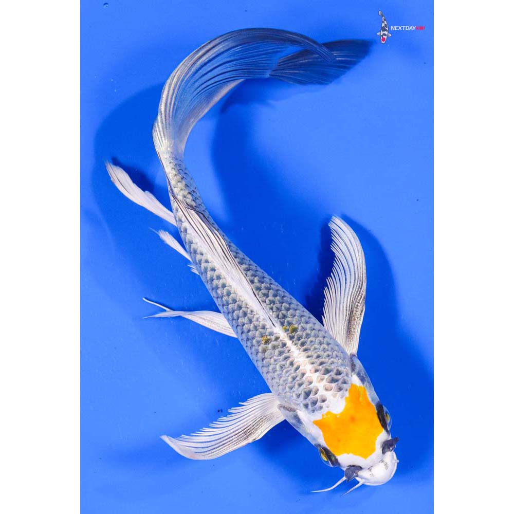 7” Imported Kujaku Butterfly Koi