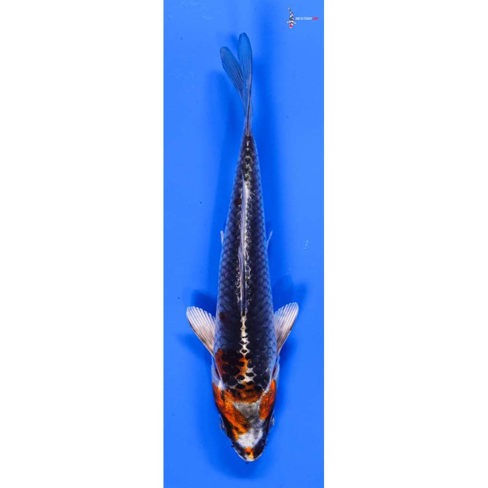 5” Imported Kujaku