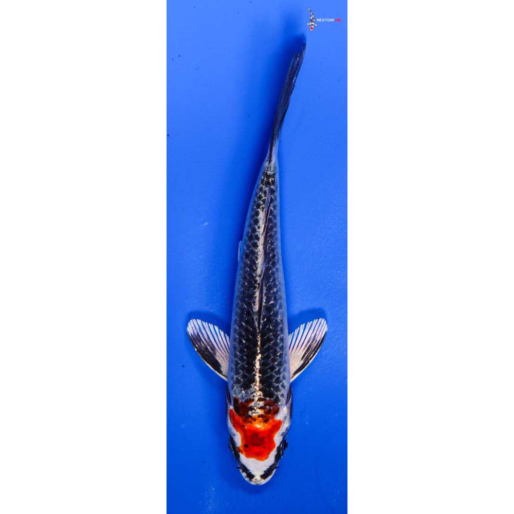 4” Imported Kujaku