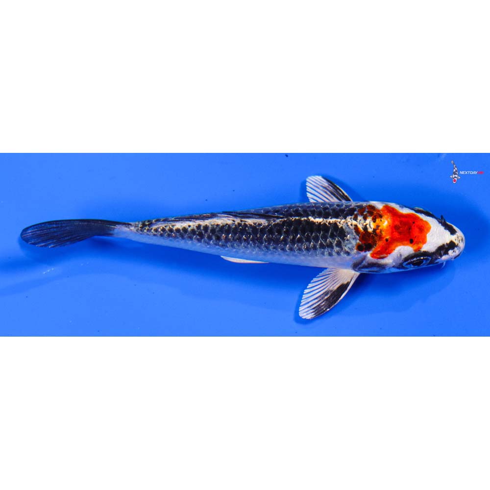 4” Imported Kujaku
