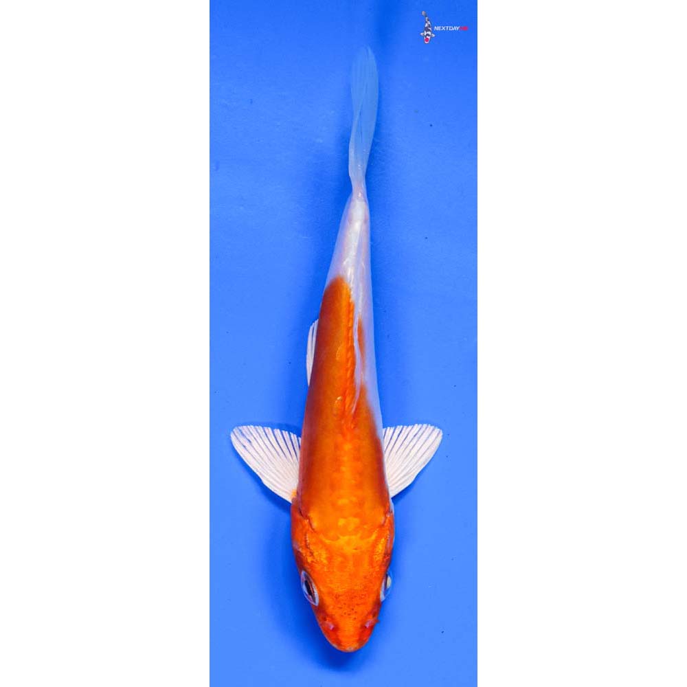 5” Imported Kikusui