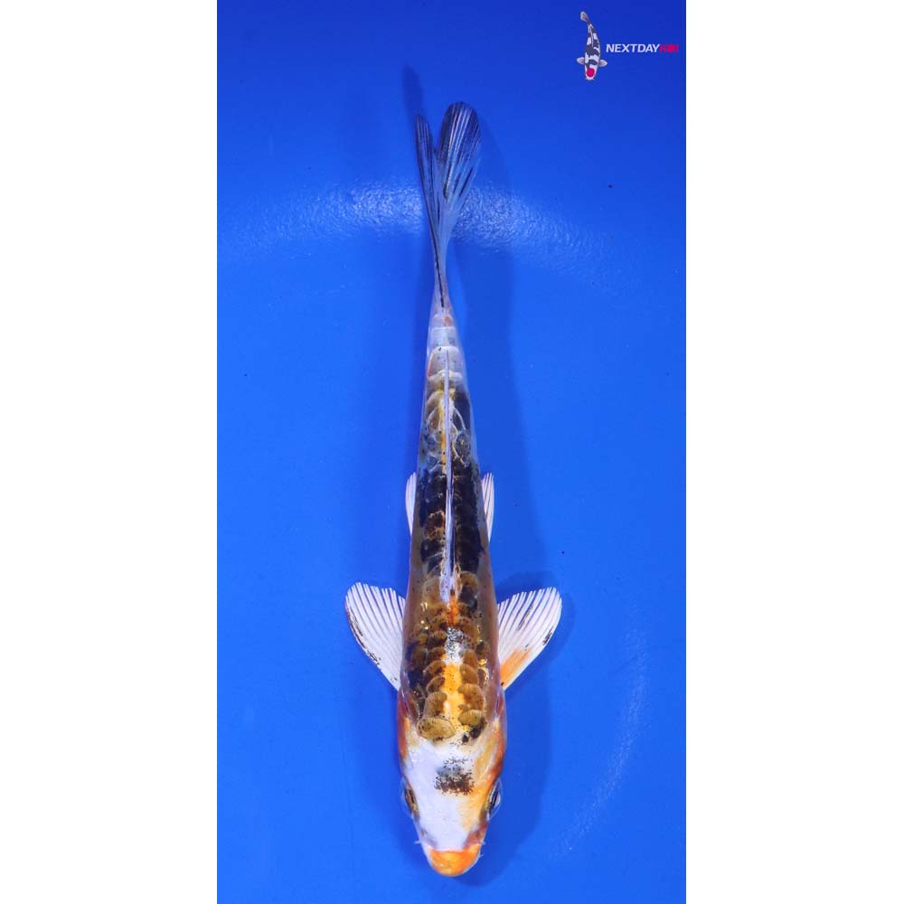4.5” Imported Heisei Nishiki