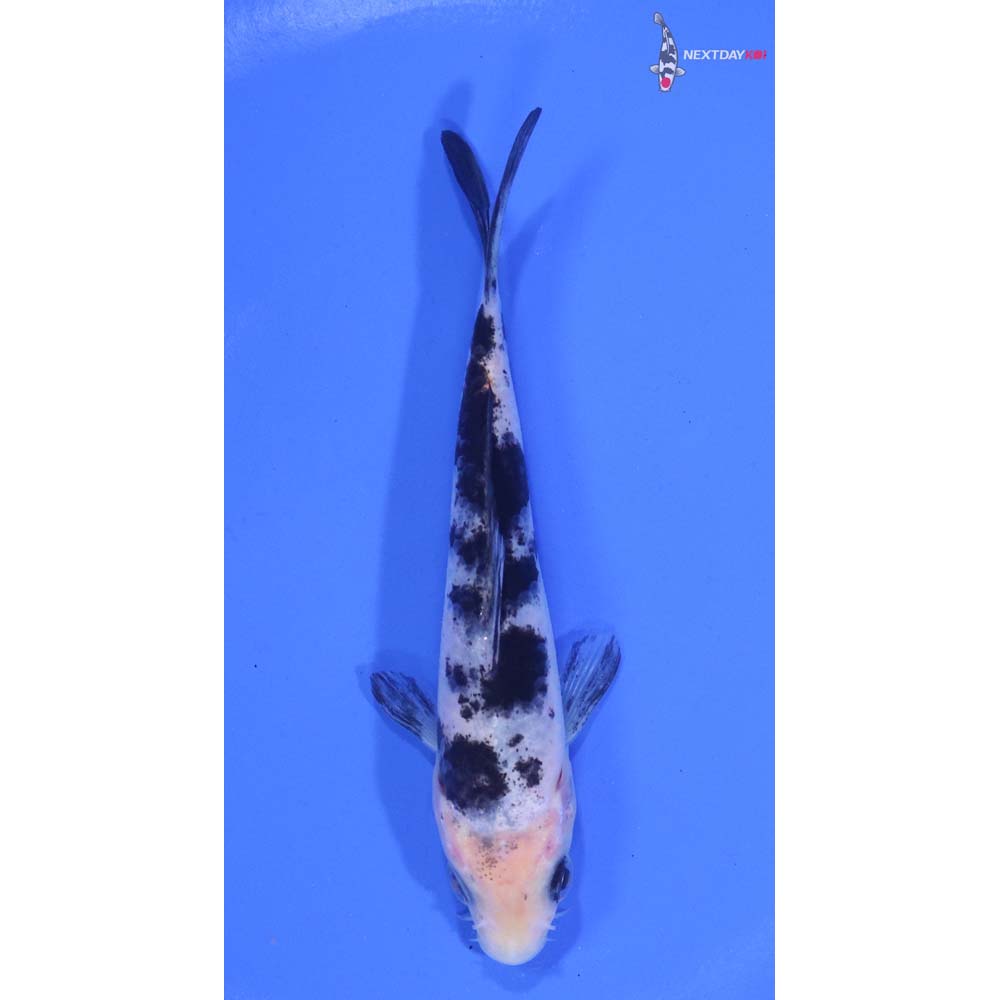 4.5” Imported Shiro Bekko