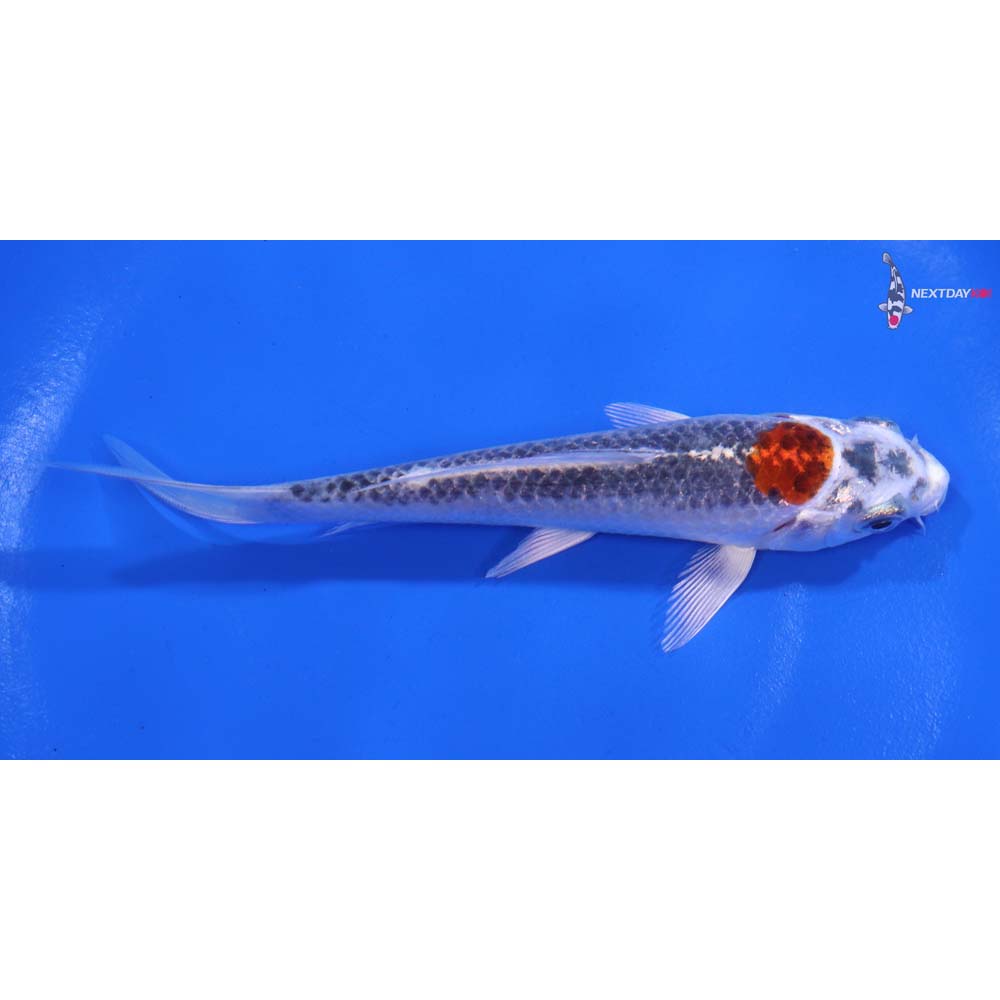 5” Imported Kujaku