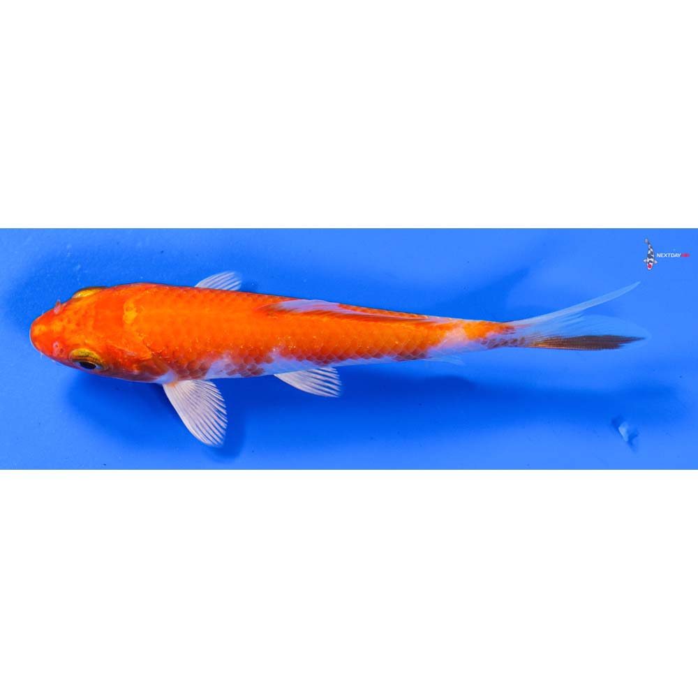 5” Imported Hariwake