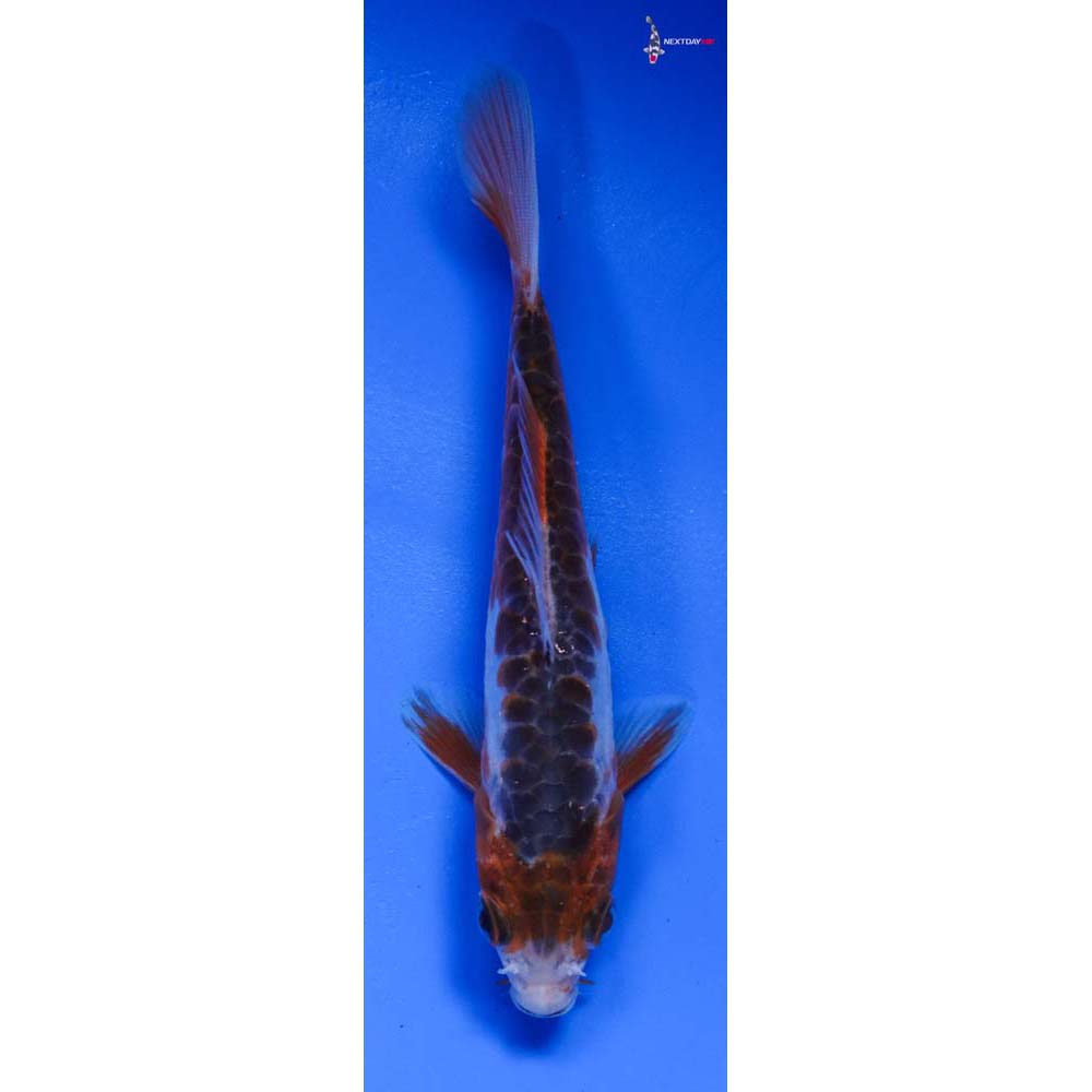 5” Imported Shusui