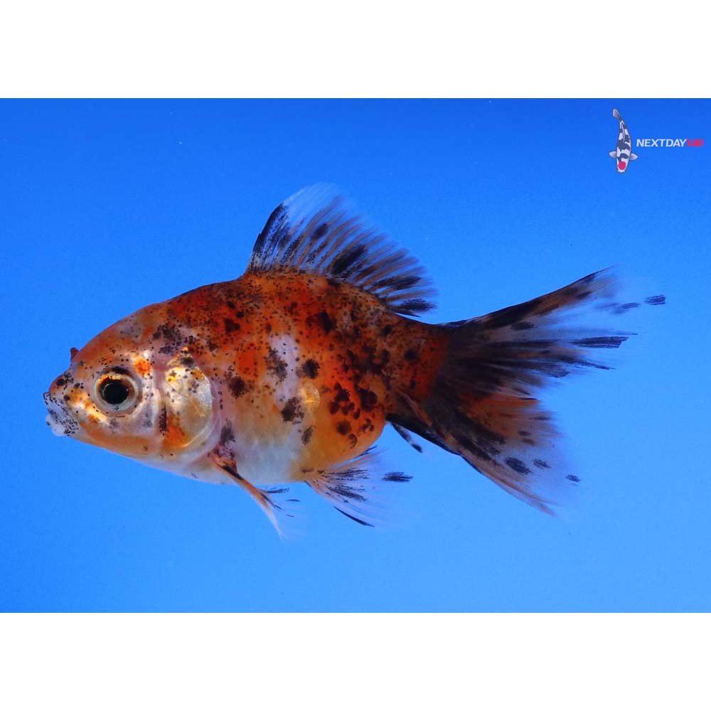 3” Imported Calico Ryukin
