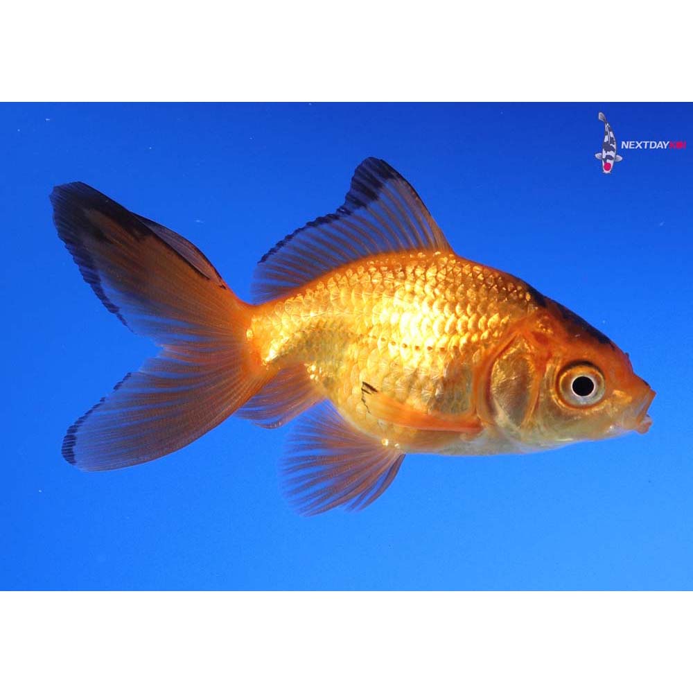 3” Imported Red and Black Ryukin