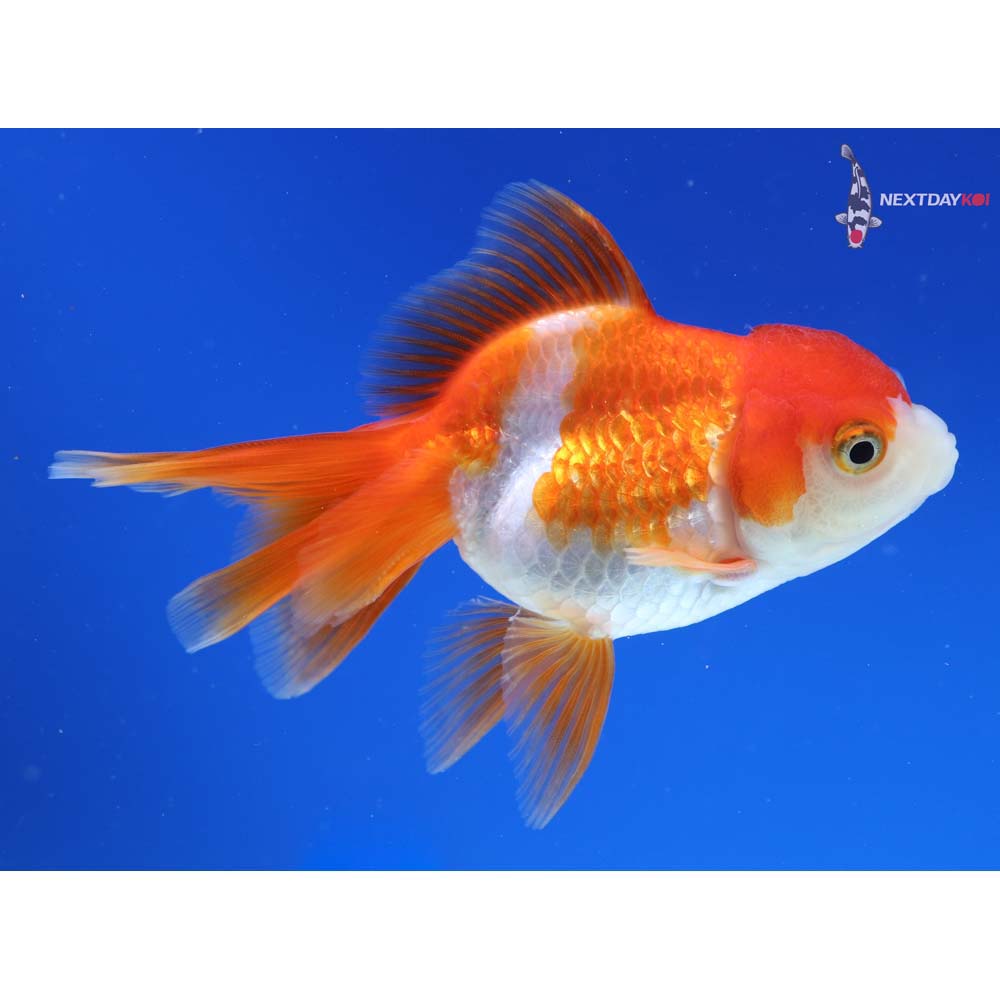4” Imported Red and White Oranda