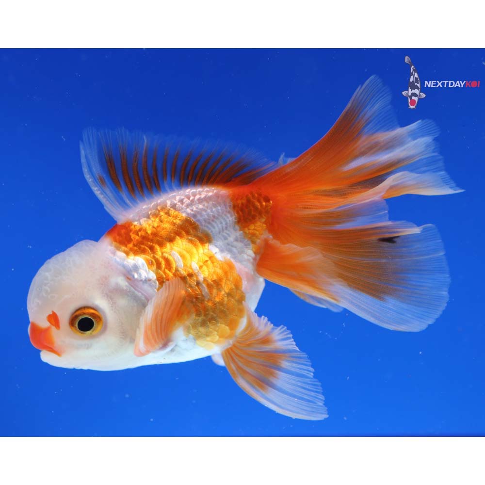 4” Imported Tri Color Oranda