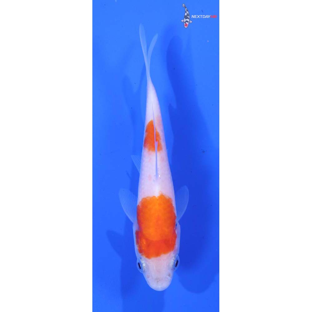 3.5” Imported Kohaku
