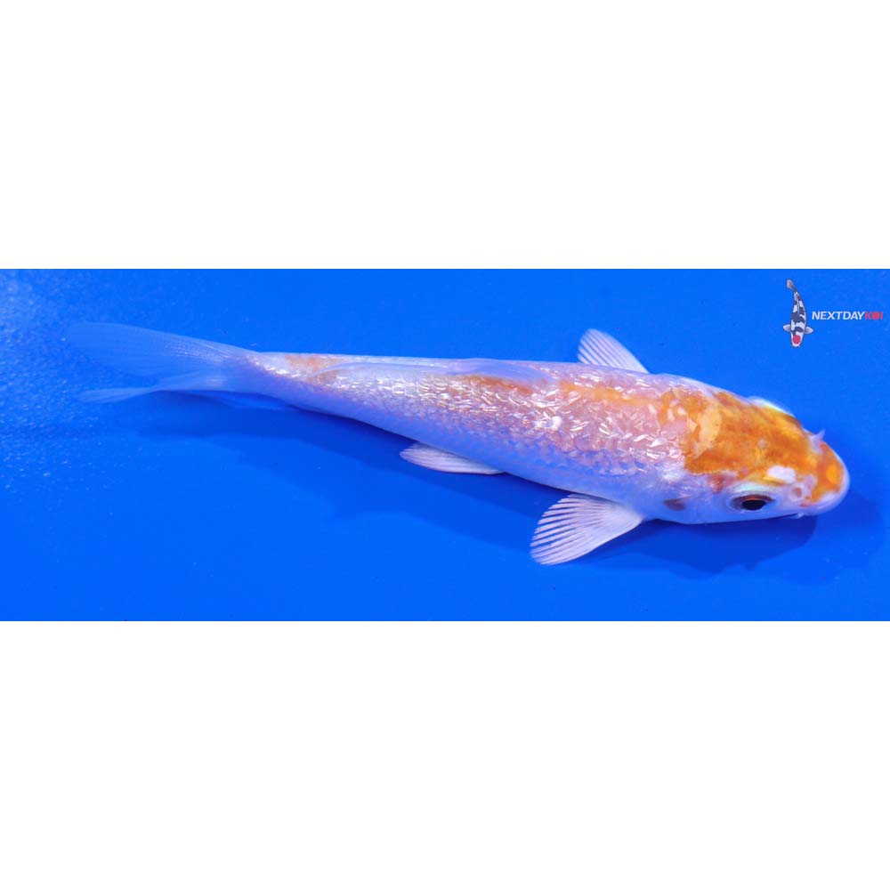 3.5” Imported Gin Rin Hariwake