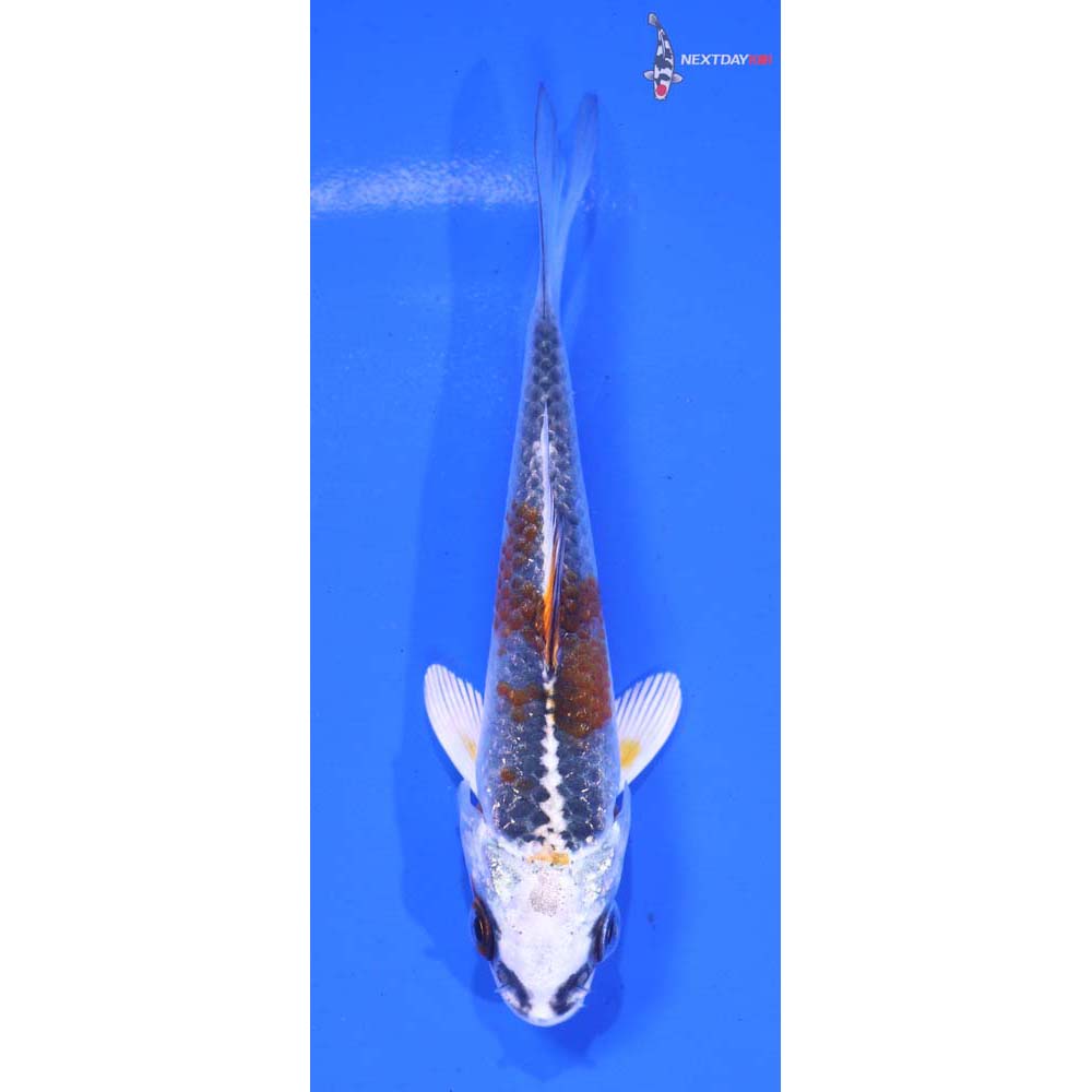 3.5” Imported Kujaku