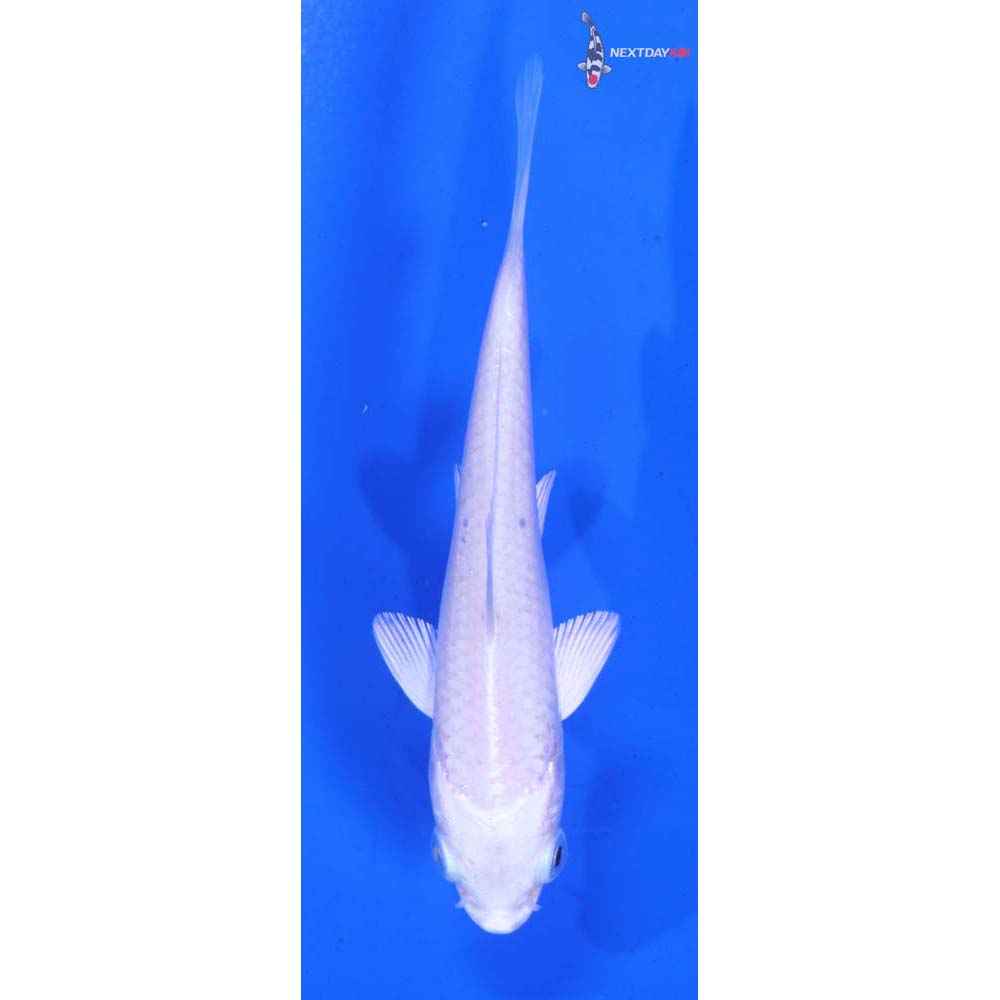 4” Imported Platinum Ogon