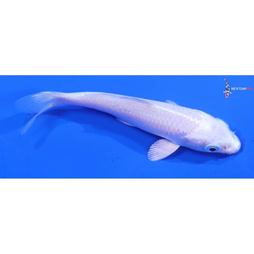 4” Imported Platinum Ogon