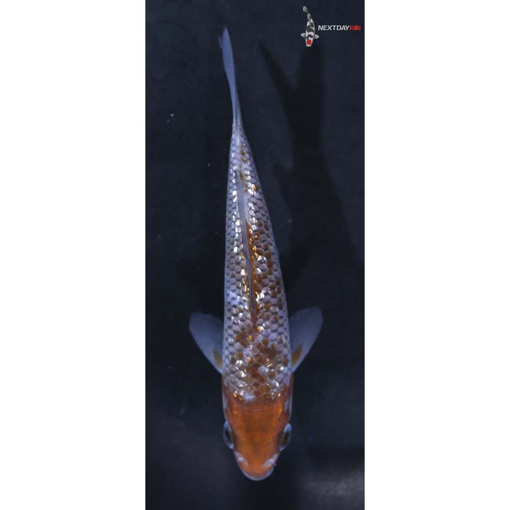 4” Imported Ochiba Shigure