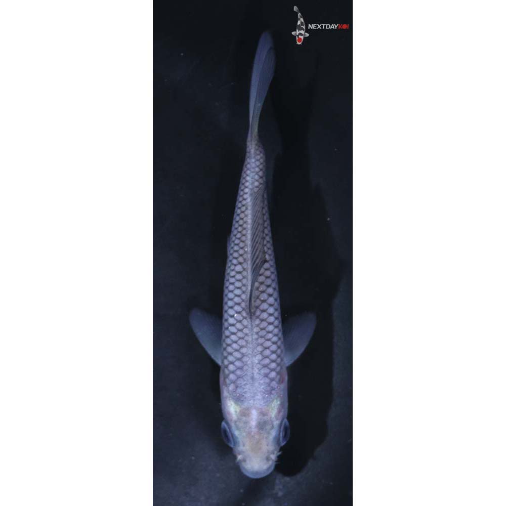 4” Imported Soragoi