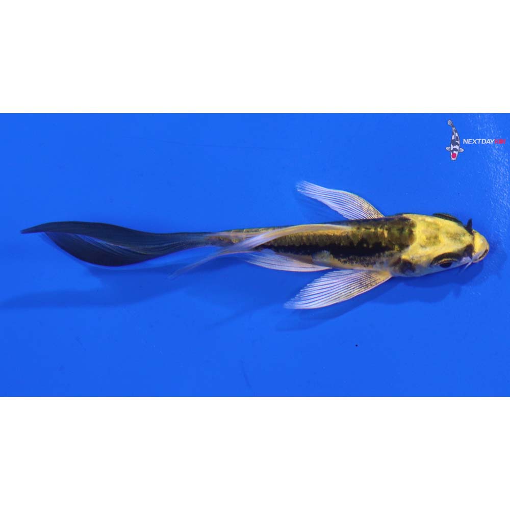 3.5” Imported Kin Kikokuryu Butterfly Koi