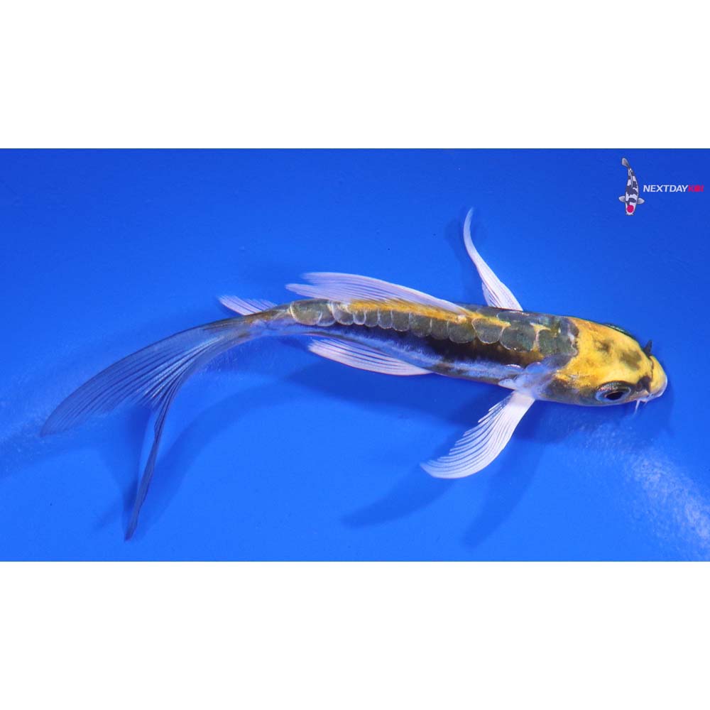 4” Imported Kin Kikokuryu Butterfly Koi