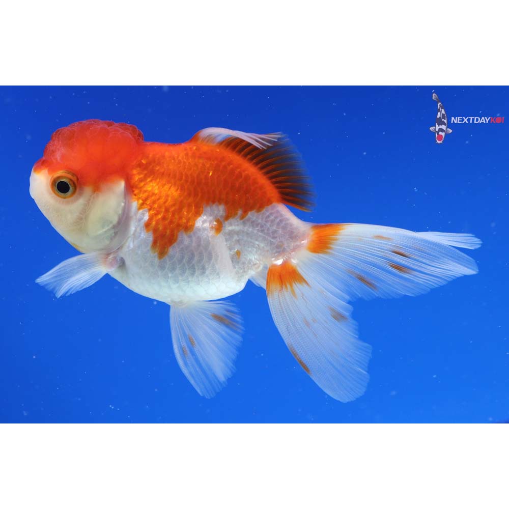 4” Imported Red and White Oranda