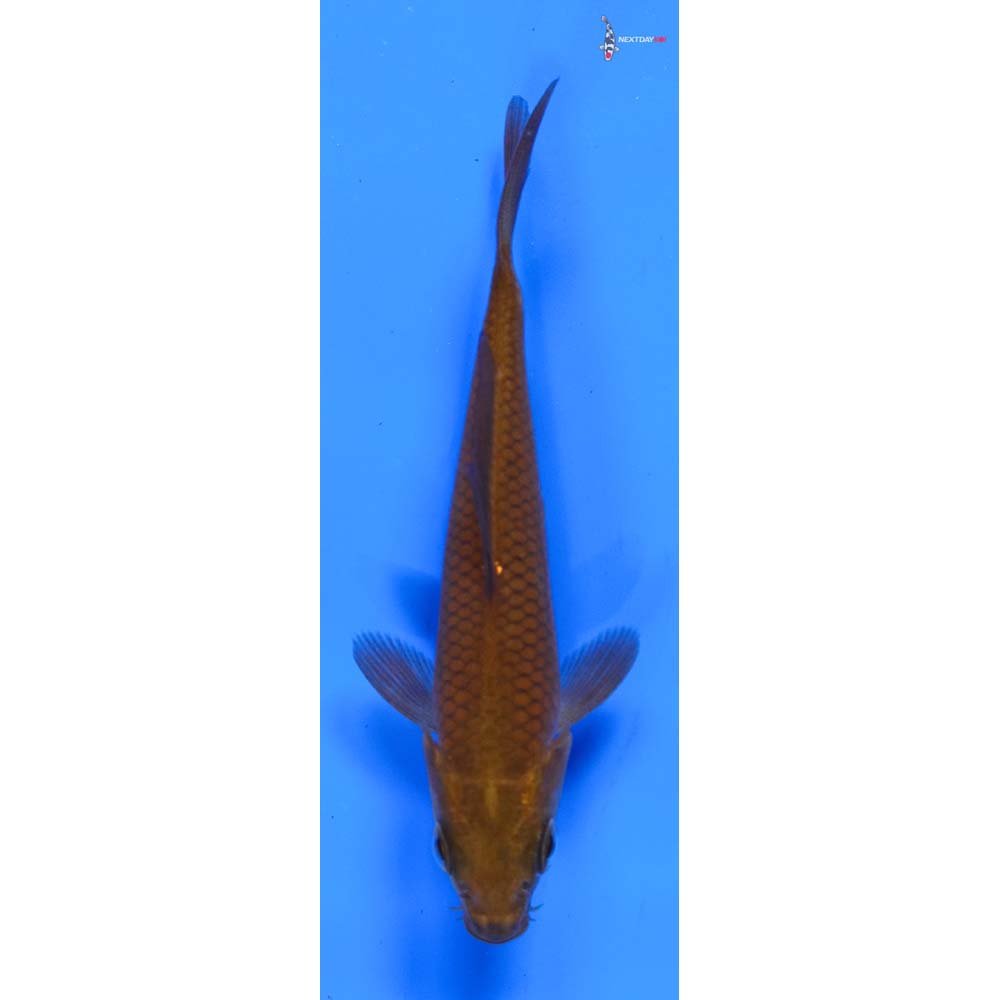 4” Imported Chagoi