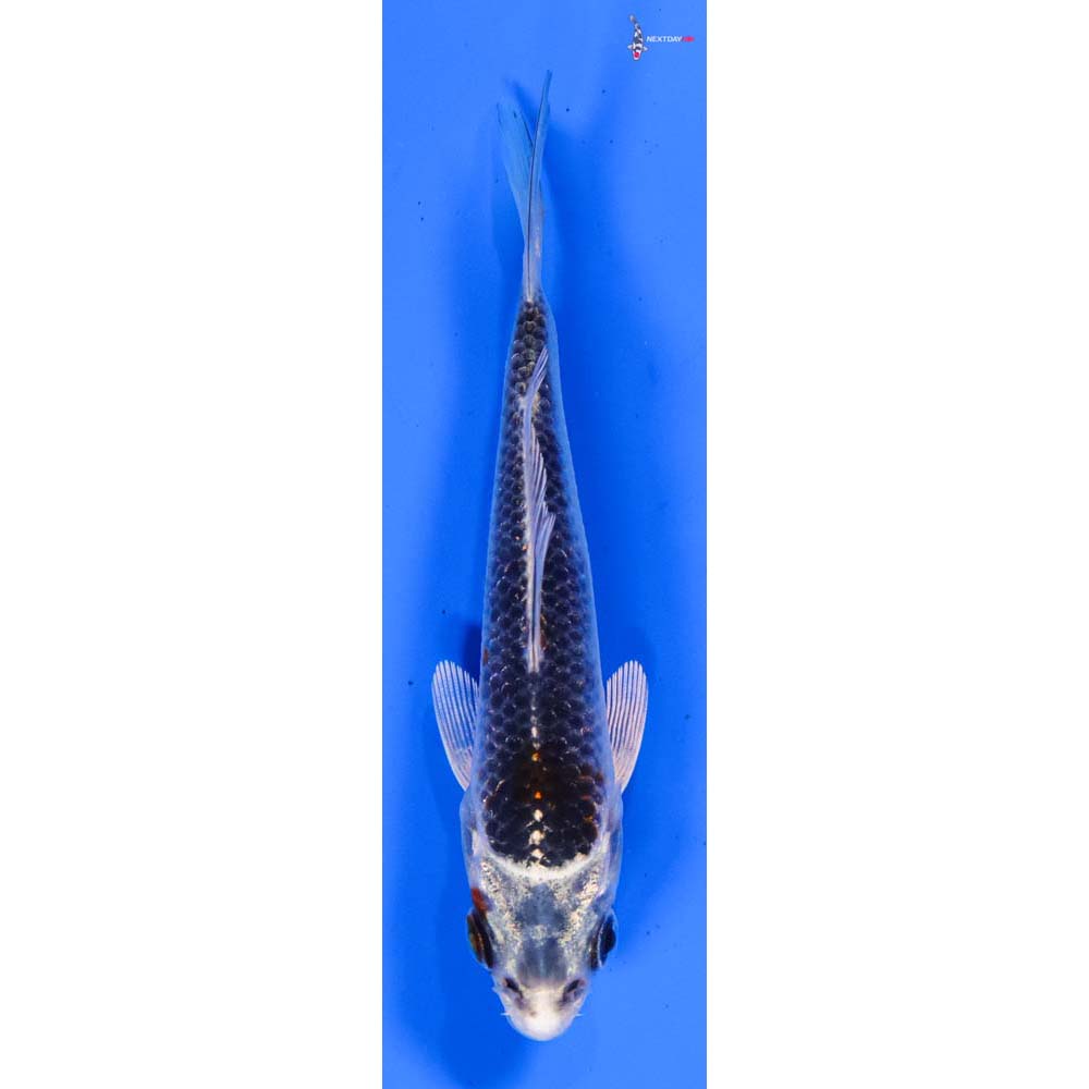 4” Imported Gin Matsuba