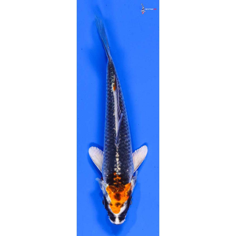 4” Imported Kujaku