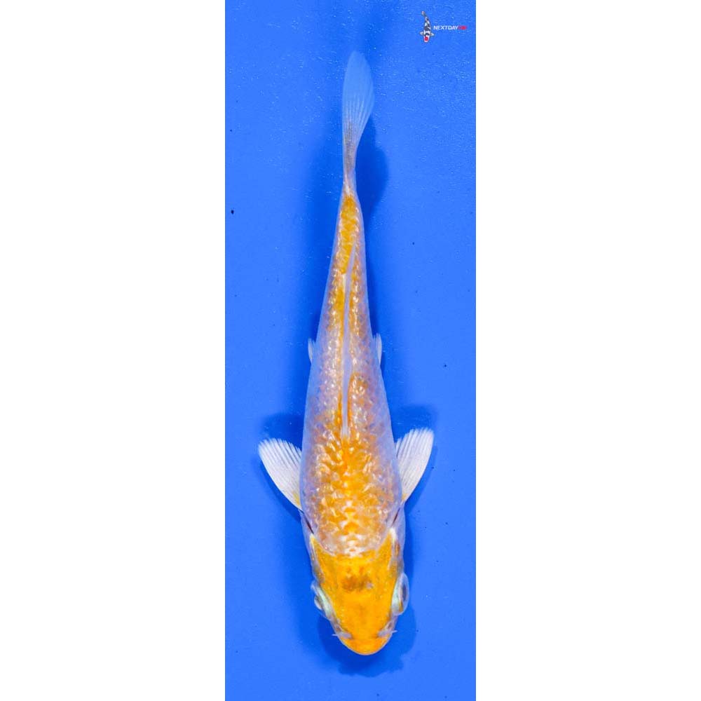 3.5” Imported Gin Rin Lemon Hariwake